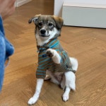 김재우, 강아지 미소 임보 소식 전해...순하고 귀여운 꼬마 공주님