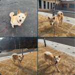 경북 구미 오태에서 진돗개 발견 보호