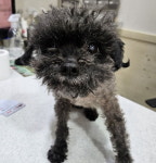경기 부천 심곡동에서  푸들 발견 보호