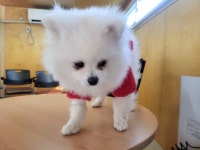 경기 고양 신원동에서  포메라니안 발견 보호