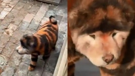 강아지를 호랑이처럼 염색해 전시한 중국 동물원..꼬리 흔드는 호랑이라고?