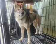 경남 창원1 마산합포구에서  라이카 발견 보호