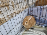 전북 전주 서곡두산에서 [기타축종] 토끼 발견 보호