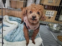 경남 창원3 석동체육공원에서  푸들 발견 보호