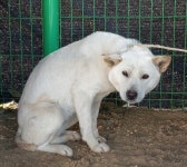 전북 완주 용진읍에서 진돗개 발견 보호