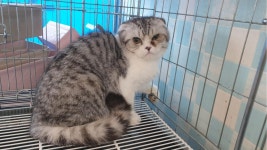 전북 전주 동부동물병원앞에서  스코티시폴드 발견 보호