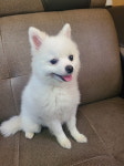 강원 속초 조양동에서  포메라니안 발견 보호