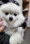 경북 영덕 남정면에서  포메라니안 발견 보호