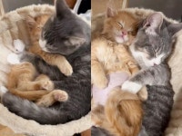 수술받고 돌아온 아깽이 꼭 껴안은 언니 고양이...이제 헤어지지 말자냥