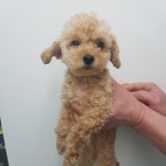 전북 전주 화산네거리공원에서  말티즈 발견 보호