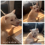 전남 여수 신월8길에서 진돗개 발견 보호