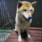 전남 나주시빛가람동차도옆공터에서  시바 발견 보호