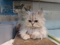 전북 전주 견훤로에서  페르시안 발견 보호