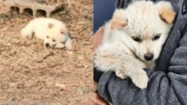 복숭아밭에서 태어난 유기견 강아지의 두 번째 비극 도구로 다리 절단해