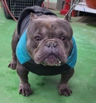 충북 제천 내제로31안길6에서  불독 발견 보호