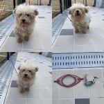 경북 구미 인동에서  말티즈 발견 보호