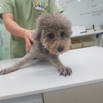 전북 전주 화산네거리공원에서  푸들 발견 보호