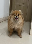 충북 청주 사창동에서  포메라니안 발견 보호