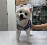 경기 부천 심곡동에서  포메라니안 발견 보호