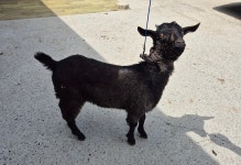 경북 김천 율곡숲교회에서 [기타축종] 흑염소 발견 보호