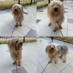 경북 구미 구평동에서  요크셔 테리어 발견 보호