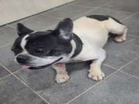 강원 원주 이마트24원주센터건너편에서  보스턴 테리어 발견 보호