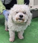충북 제천 원화산로43에서  푸들 발견 보호