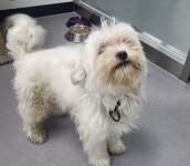 경북 김천 모암사랑4길에서  말티즈 발견 보호