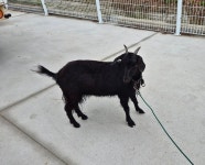 경북 김천 조마면에서 [기타축종] 흑염소 발견 보호