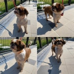 경북 구미 봉곡북로에서  시츄 발견 보호