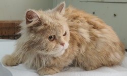 충남 공주 신풍면에서  페르시안-페르시안 친칠라 발견 보호