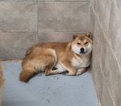 경북 김천 김천교육지원청에서  시바 발견 보호