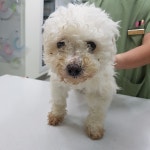 전북 전주 화산네거리공원에서  비숑 프리제 발견 보호