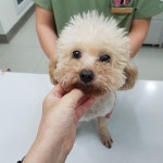 전북 전주 화산네거리공원에서  푸들 발견 보호