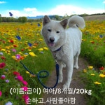 경북 성주 문덕리에서 진돗개 발견 보호