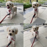경북 구미 신시로에서  말티즈 발견 보호