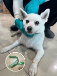 충북 청주 죽암휴게소(부산방면)에서 스피츠 발견 보호