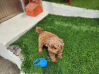 경북 칠곡 가산면학산3리에서 푸들 발견 보호