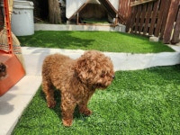 경북 칠곡 가산면학산3리에서 푸들 발견 보호