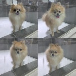 경북 구미 인동에서 포메라니안 발견 보호