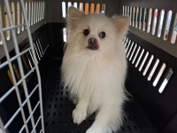 전북 전주 견훤로에서 스피츠 발견 보호