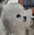 경북 의성 의성읍에서 포메라니안 발견 보호