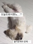 누가 강아지 사료에 막걸리 탔나 대자로 누워 곯아떨어진 댕댕이