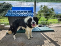 충북 충주 인등로584(산척면)에서 보더 콜리 발견 보호