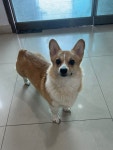 충북 청주 율량동에서 웰시 코기 펨브로크 발견 보호