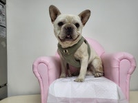 경남 창원1 대산면에서 프렌치 불독 발견 보호