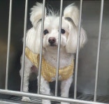 서울 관악구 쑥고개로에서 말티즈 발견 보호