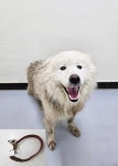 충남 아산 온양온천초등학교에서 사모예드 발견 보호