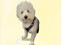 경기 구리 한국동물구조관리협회에서 비숑 프리제 발견 보호