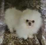 경북 의성 의성읍에서 포메라니안 발견 보호